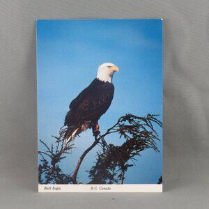 Vintage Postcard - Bald Eagle British Columbia Canada - Peacock Postcards